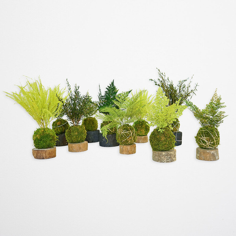 Forever OIDS Luthi Fern | Kokedama con Muschio e Piante Stabilizzate - hoh.green