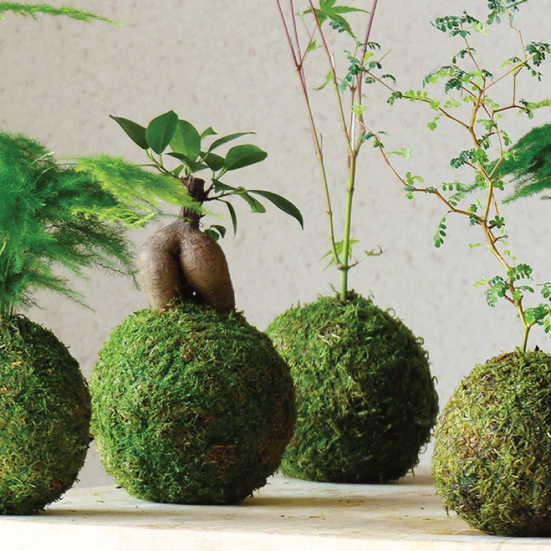 Forever Oids, Kokedama con Muschio e Piante Stabilizzate, 12 cm.