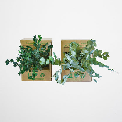 Forever OIDS Double Fern | Kokedama con Muschio e Piante Stabilizzate - hoh.green